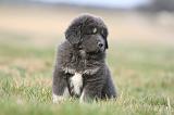 DOGUE DU TIBET 759